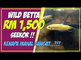 Posisi pertama untuk ikan cupang termahal ditempati oleh kachen worachai yang berasal dari thailand. Pin Di Aquaculture Videos