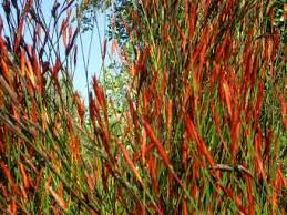 Image result for Restionaceae