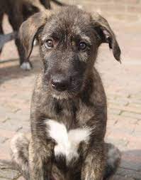 Beautiful Dog Pictures Irish Wolfhound Puppy Png Wolfhound Puppies Irish Wolfhound Puppies Irish Wolfhound