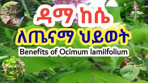 Image result for Ocimum lamiifolium