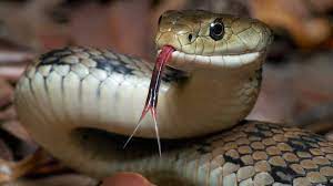 Play as a simple creature that is only concerned with its own survival. Indonesian Police Use Snake To Scare Papuan Man Bbc News