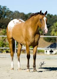 Pin On Horse Vet Things