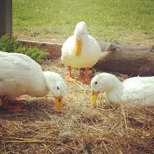 Guest stars and main cast list; Types Of Ducks For Eggs Meat And Pest Control Backyard Poultry