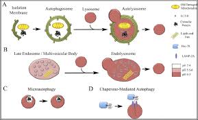 Which of the following are real differences between an early endosome and a lysosome? Where Do The Worn Out Organelles And Food Digested By The Lysosomes Go And What Do They Become Quora