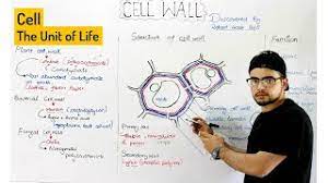 We did not find results for: Cell Wall Structure Composition And Functions Plant Cell Wall Urdu Hindi Class 9th And Fsc 1st Youtube