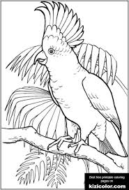 Education.com kindergarten find the letter s: Cockatoo 2 Coloring Page Free Print And Color Online