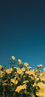 Yellow Flowers In The Blue Sky Blue Flowers Sky Yellow In 2020 Blue Sky Wallpaper Blue Flower Wallpaper Yellow Flowers