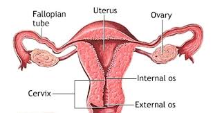 During the early pregnancy phase, the cervix of a woman becomes soft and high and changes its position often. Cervical Position In Early Pregnancy Enkiverywell