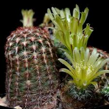 Fill each seedling cup to the top with your moist cactus mix. Green Flower Hedgehog Cactus 10 Seeds Rareplant