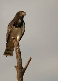 Small Birds Of Prey South Africa Black Chested Snake Eagle South African Birds Pet Birds Birds Of Prey