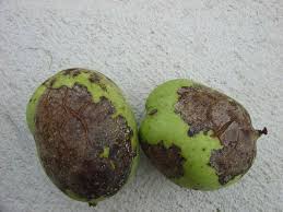 Image result for antraknóza ořešáku