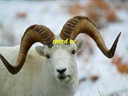 16 Wild Mountains Animals Top List Of 16 Wild Mountains Animals In The World 16 Youtube Animals Arctic Animals Animals Of The World