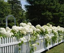 De Blancs Hortensias Le Long D Une Barriere Blanche J Adooooooore Beaux Jardins Jardins Idees Jardin