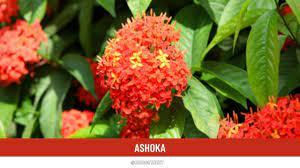 Ashoka Health Benefits Uses Dosage And Side Effects