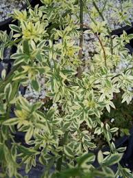 Image result for Jasminum nudiflorum