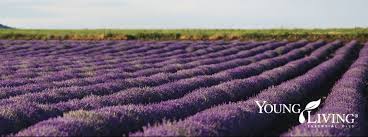 Retailing young living essential oils when you enroll in young living's essential rewards (er) program, you will be able to earn 24% profits for each product you sell. I Heart Young Living Essential Oils My Blessed Life