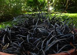 Mondo grass is a spreading grass that can be divided into clumps to create new specimens. Mondo Grass How To Grow It How To Care For It And More