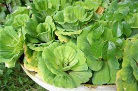 5 Simplest Tips On How To Care For A Glossy Green Water Hyacinth Gardenerdy
