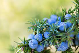 My Dog Ate Juniper Berries Will He Get Sick Our Fit Pets
