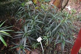 Image result for Strobilanthes anisophylla