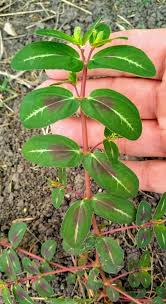 Image result for Euphorbia depauperata