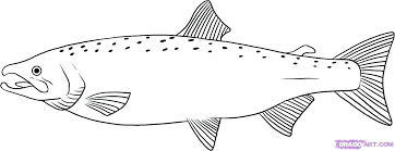 750x1000 salmon coloring pages download and print salmon coloring pages 1650x1275 free chinook salmon coloring page drawing at getdrawings com 900x1014 salmon jumping out of water coloring page Salmon Coloring Pages How To Draw A Salmon Step 6 Salmon Coloring Pages Printable Salmon Drawing Drawings Fish Drawings