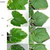 Very possible because while the plant's fruit may look different, they come from the same species. Https Encrypted Tbn0 Gstatic Com Images Q Tbn And9gcs5xwrxqsguum0xrbr055mvseffawy1nhjopuwxle5uwjlmt Ta Usqp Cau