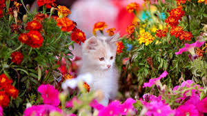 There are more than 1,000 species of begonias and more than 10,000 hybrid variations of the flower. Cats And Flowers Wallpapers Wallpaper Cave