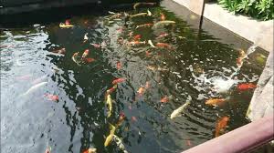 Lihat Ikan Besar Dan Banyak Di Masjid Agung Namira Lamongan Youtube