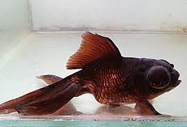 Causes And Cures For Goldfish Swim Bladder Disorder