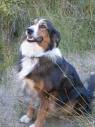 English Shepherd Breed Information