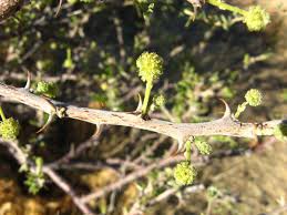 Image result for Acacia hebeclada