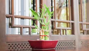 This is all about caring for lucky bamboo is often billed as a low light houseplant. Vastu Tips For Keeping Bamboo Plant At Home Housing News