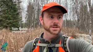 Biologist documenting wolf pup skull buried in ground by another wolf