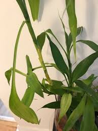 How to grow bamboo in pots | hunker. My Bamboo Plant Is Turning Yellow From The Stem Up I Ve Already Trimmed All The Yellow Leaves But I M Afraid My Plant Won T Make It Does Anyone Know The Reason For This