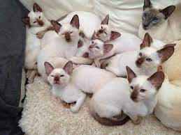 Old Style Siamese Kittens For Sale For Sale Kittens Siamese Cats Cats And Kittens