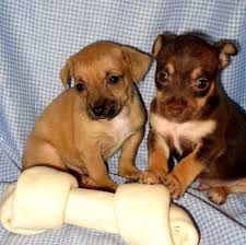Jack Russell Terrier Puppy Black And Brown Jack Chi Hybrid Dogs Jackchi Jack Chi Jackahuahua Hybrid Dogs Jack Russell Terrier Puppies Dogs