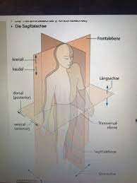 = mittlere sagittalebene, struktur des nervensystems, biopsychologie. Orientierung Am Korper Flashcards Quizlet
