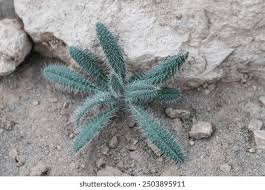 Image result for Gethyllis