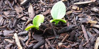 Should you soak zucchini seeds before planting? How To Grow Zucchini 3 Tips To Grow The Best Zucchini Backyard Eden