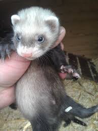 Ferrets For Sale Google Search Baby Ferrets Pet Ferret Cute Baby Animals