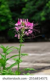 Image result for Cleome spinosa