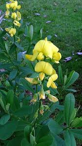 Image result for Crotalaria reptans- intermediates with pisicarpa
