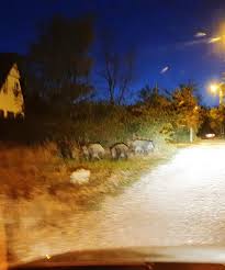 Oportunitatile, in special, pe plan sentimental, se perinda cu o viteza ametitoare, asa ca cine sta cu ochii in patru ar putea avea numai de castigat. Fiti Cu Ochii N Patru Turma De Mistreti Pozata Pe O Strada Din