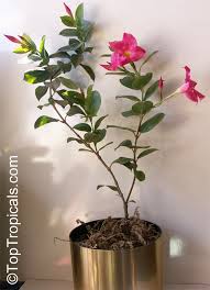 Image result for dipladenie sanderi obrázek