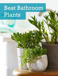 See The 6 Best Houseplants That Can Thrive In Your Bathroom As Well As Basic Care Tips Best Bathroom Plants Bathroom Plants Low Light Plants