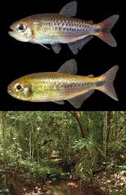 Image result for Indigofera sp.nov. aff. I chimanimaniensis