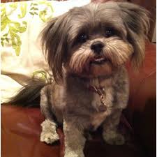 Shih Tzu Pomeranian Mix Black And Brown Shiranian Pomeranian Shihtzu Mix Shih Tzu Puppies Dog Photos