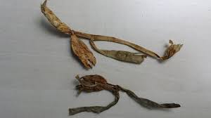 Hier erfahren sie alles wie erkennt man die herbstzeitlose? Die Giftige Herbstzeitlose Im Heu Ernahrung Gesundheit Kaninchen News Pflege Unkategorisiert Verhalten