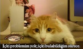 Kedi Raki Kedi Balik Meze